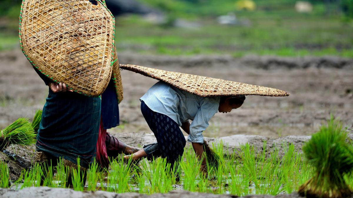 Strengthening the roots of an agri-carbon market