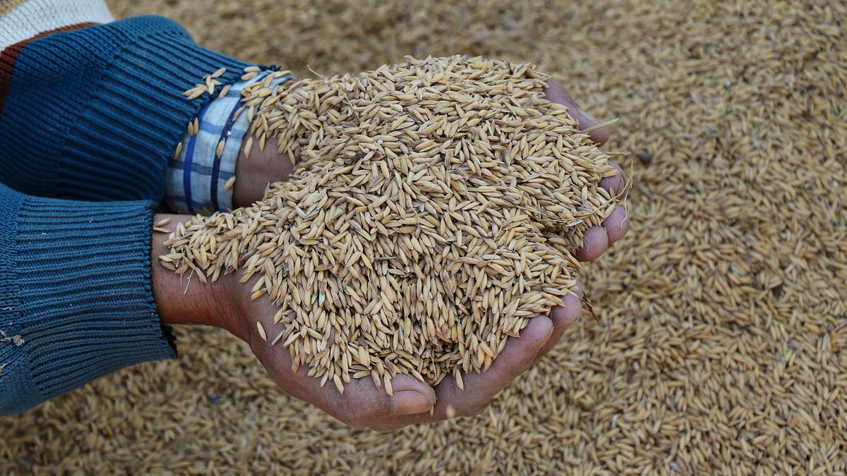 Africa struggling to reduce dependency on imported Indian rice