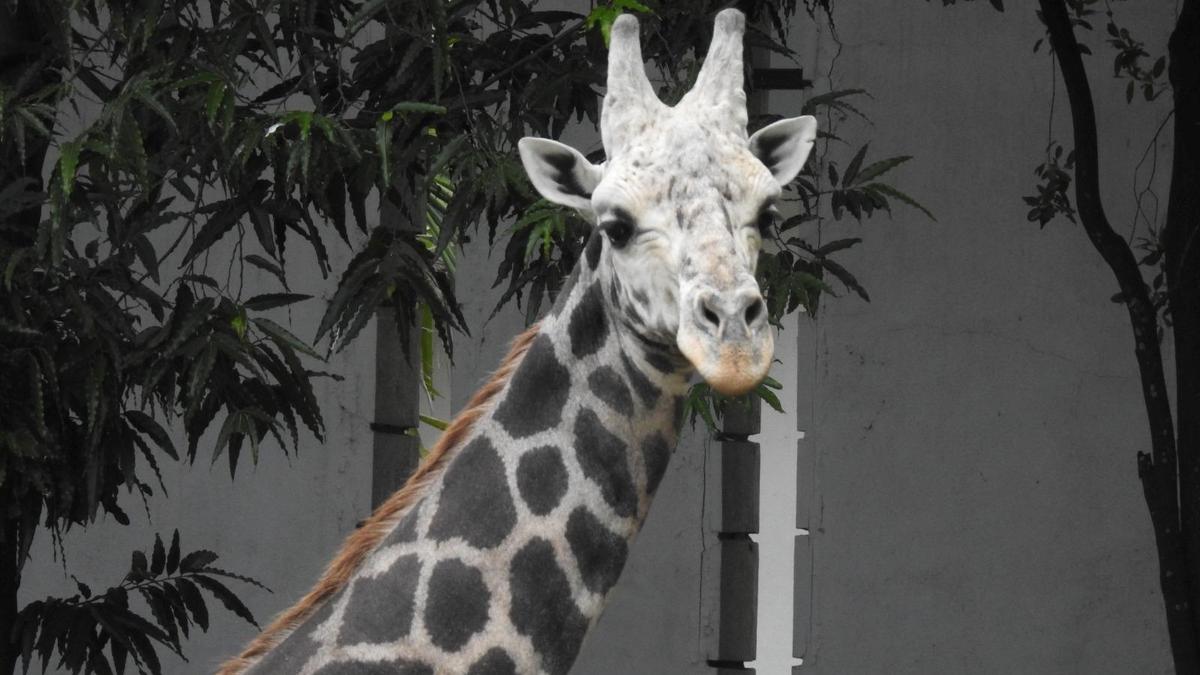 Yuvaraja, Mysuru zoo’s oldest giraffe, dies at 25