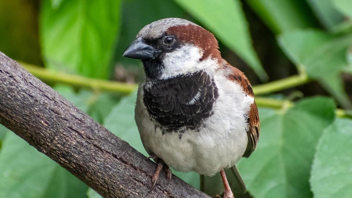 Thiruvananthapuram House Sparrow Population Drops