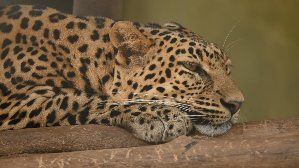 Shivamogga zoo: Shifting focus to education and conservation
