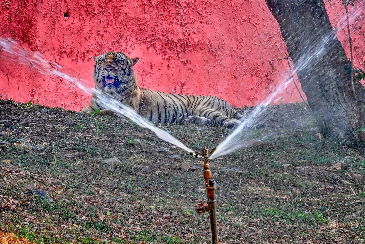 How Visakhapatnam zoo keeps animals cool as temperatures rise
