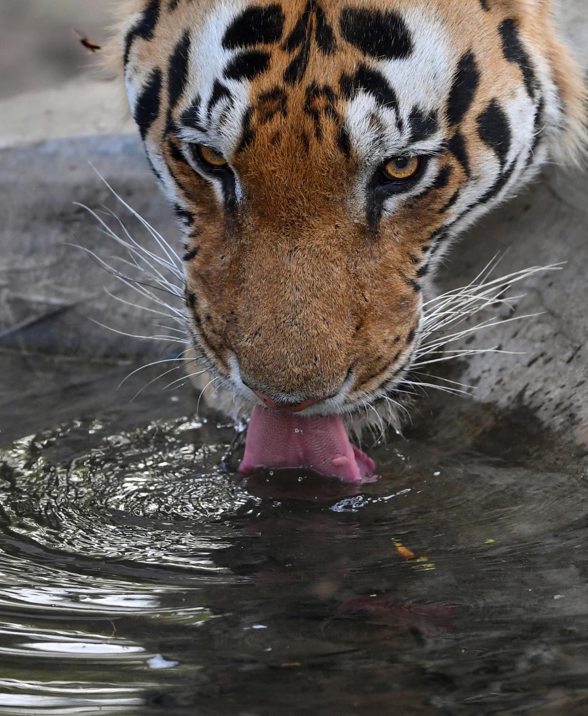 A tiger quenches its thirst on a hot day at an artificial water-hole  in the Kanha National Park, Madhya Pradesh, June 7, 2019.