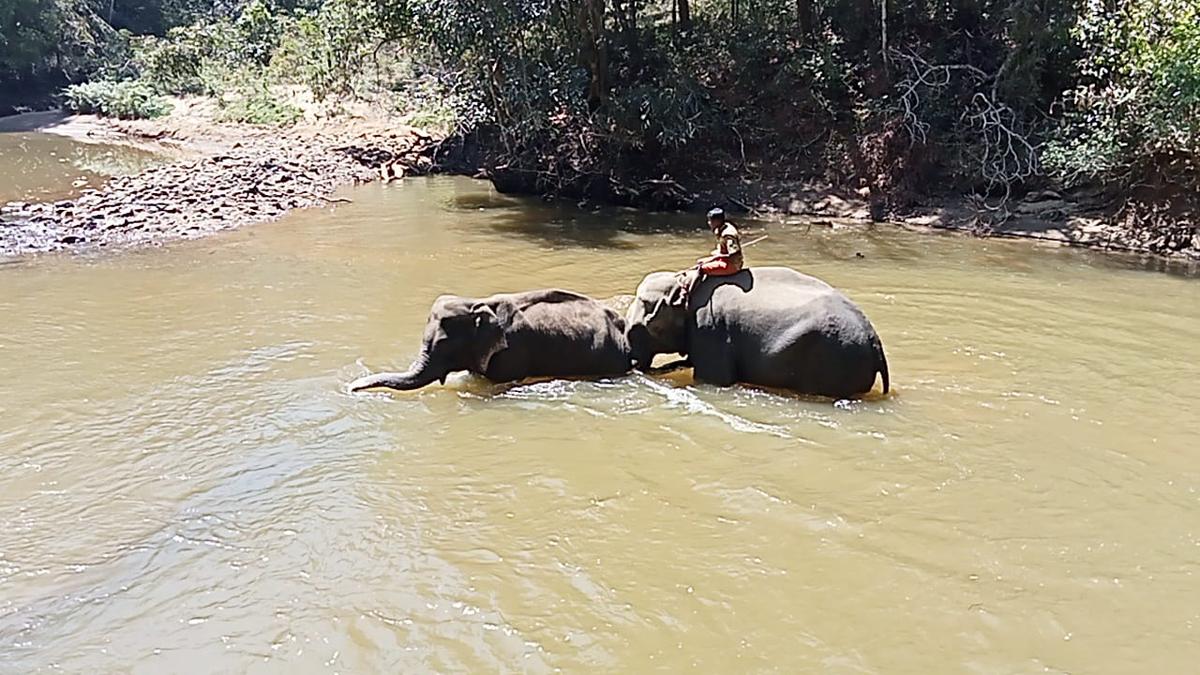 Injured elephant stands in river near Coimbatore for two days, dies despite treatment efforts