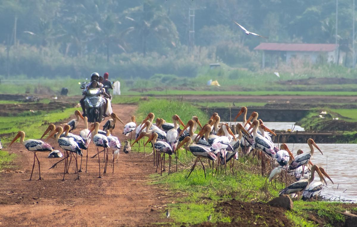 Painted storks at Kole Wetlands