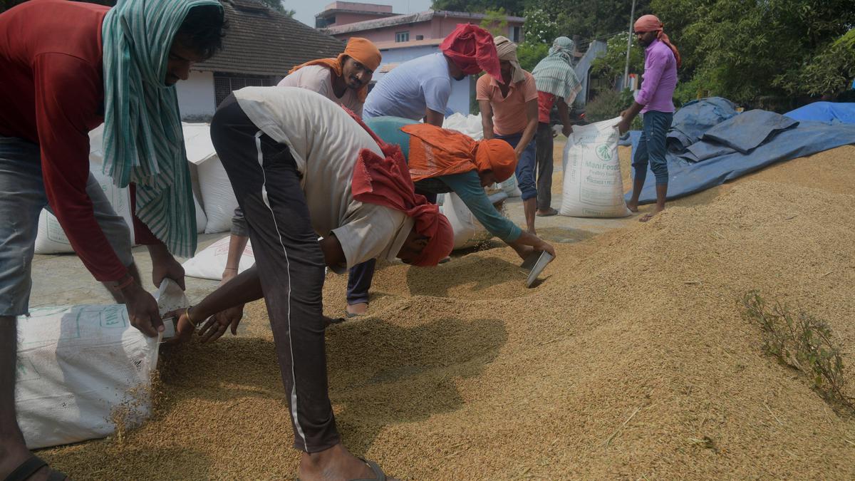 Desperate farmers selling paddy for lower price as procurement appears uncertain