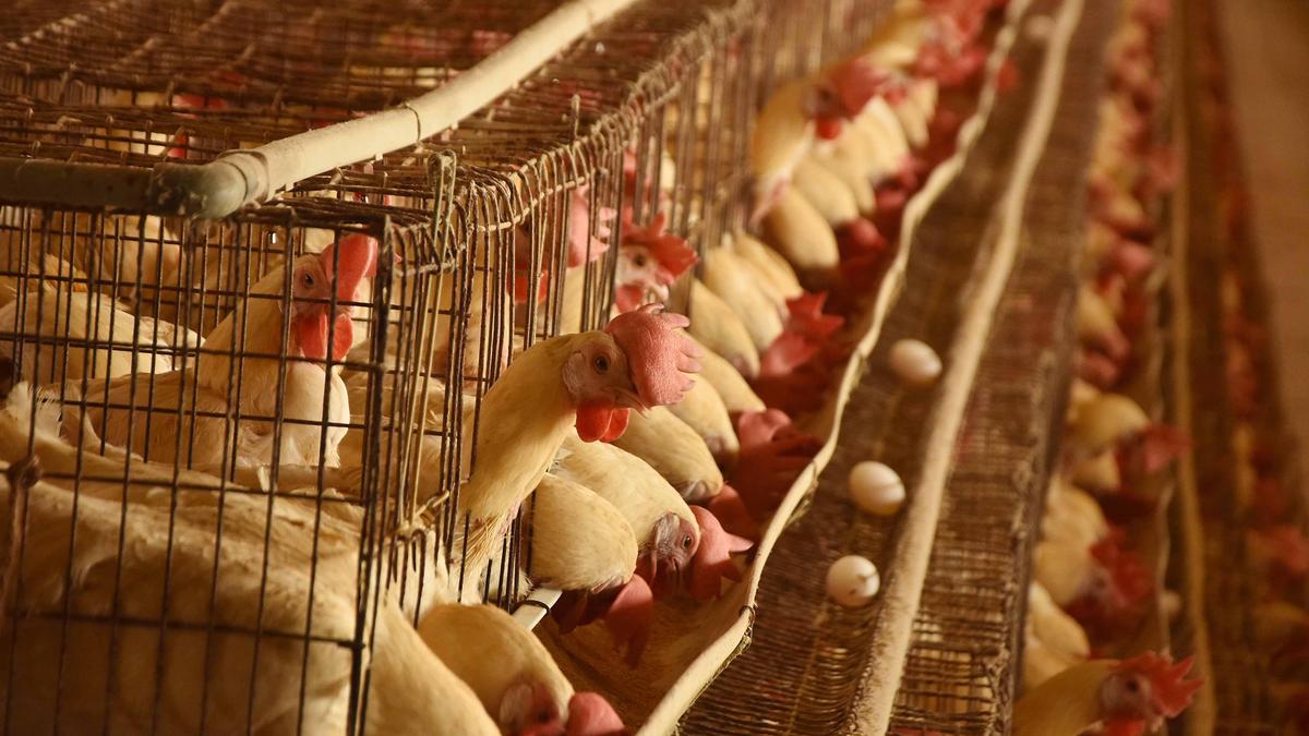Poultry farmers urged to protect chickens amid severe heatwave conditions