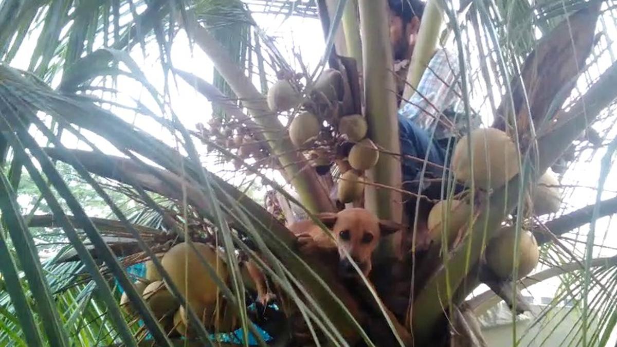 Tails of terror: Animal warriors in Hyderabad brace for Deepavali’s dark side