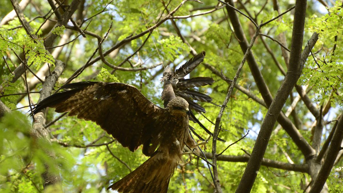 Over 100 birds across Mumbai hurt by manja thread