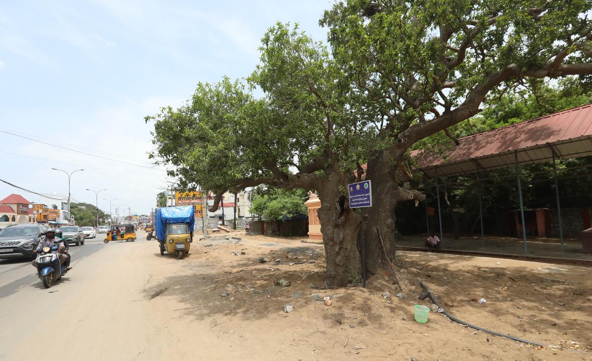 The old Strychnine tree at Injambakkam on July 31, 2025.