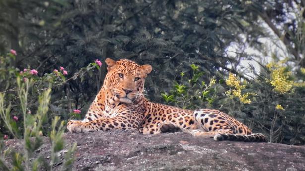 Leopard trapped in cage escapes, caught and released into forest in Tamil Nadu