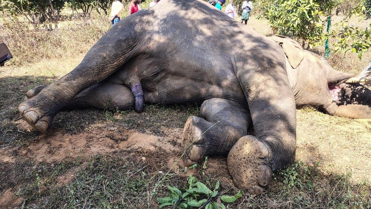 Wild elephant electrocuted near Palamaner
