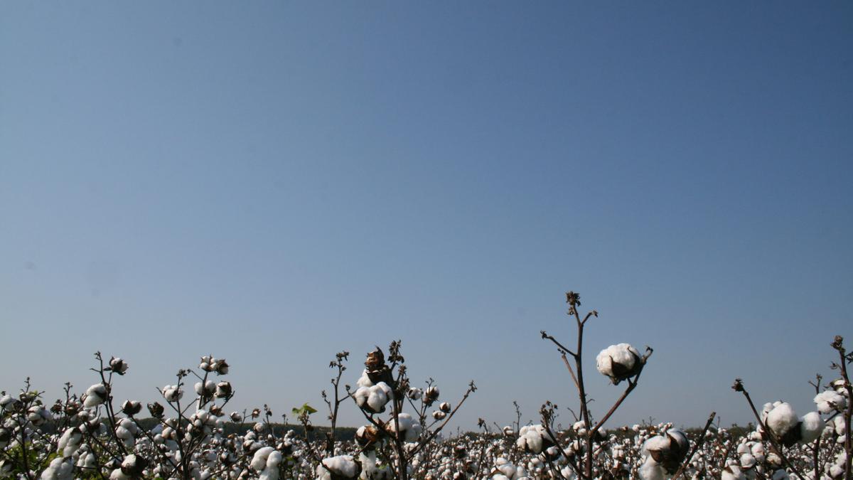 Cotton yield and prices fall in Tamil Nadu
