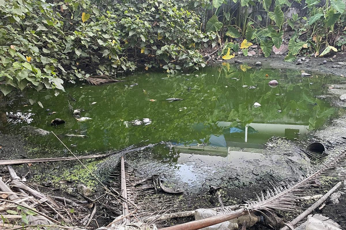 En dam er grøn, buggy og næsten tør i Chellanam-området i Kochi, Kerala, Indien, onsdag den 1. marts 2023. Dammen plejede at være en drikkekilde, men for næsten 60 år siden blev vandet for salt til at drikke og derefter for salt til at bade eller vaske tøj.