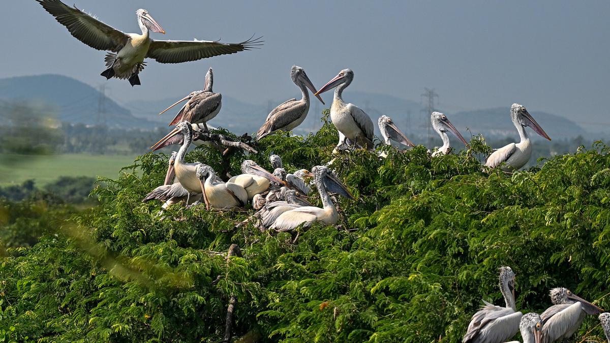 Telineelapuram: Migratory birds arrive at the birding hotspot, marking a promising breeding season