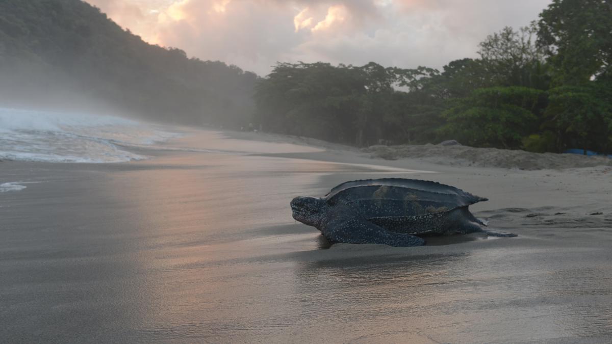 Proposed Great Nicobar Island port threatening the survival of largest turtles on Earth