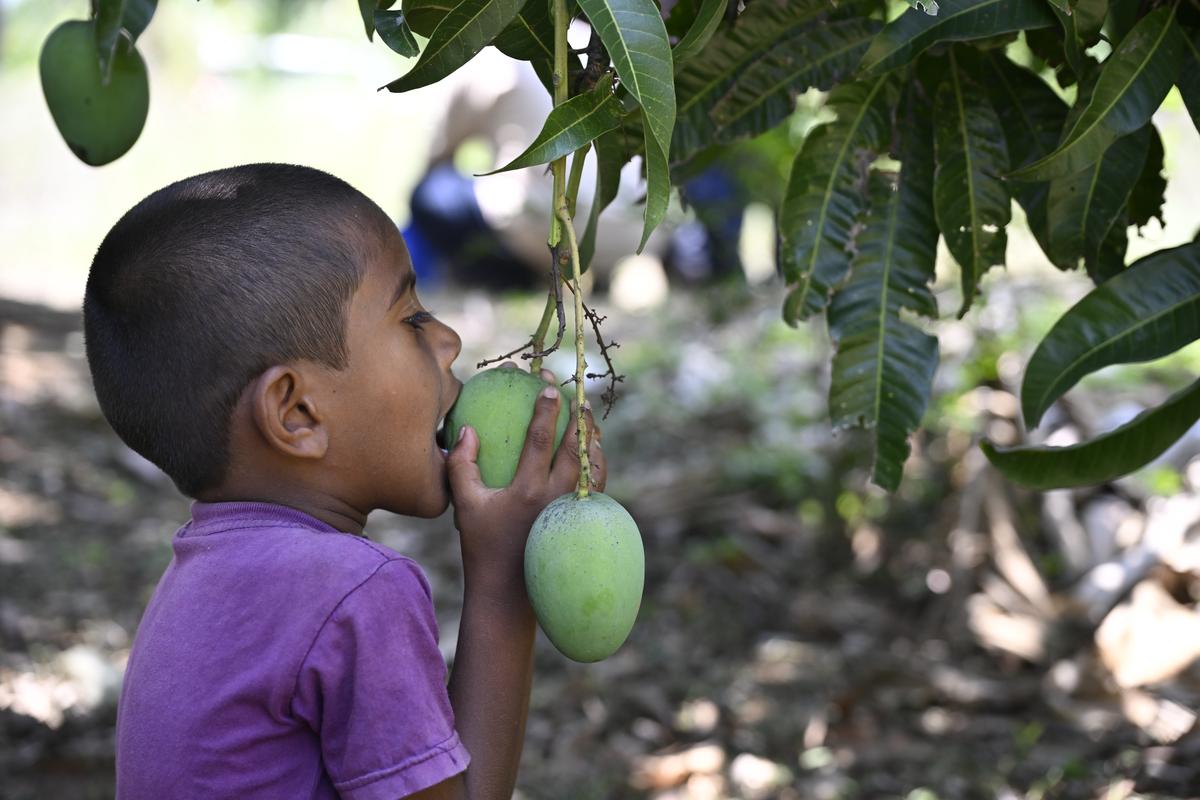 A little boy takes a bite off an Alphonso mango at K Baskar’s farm