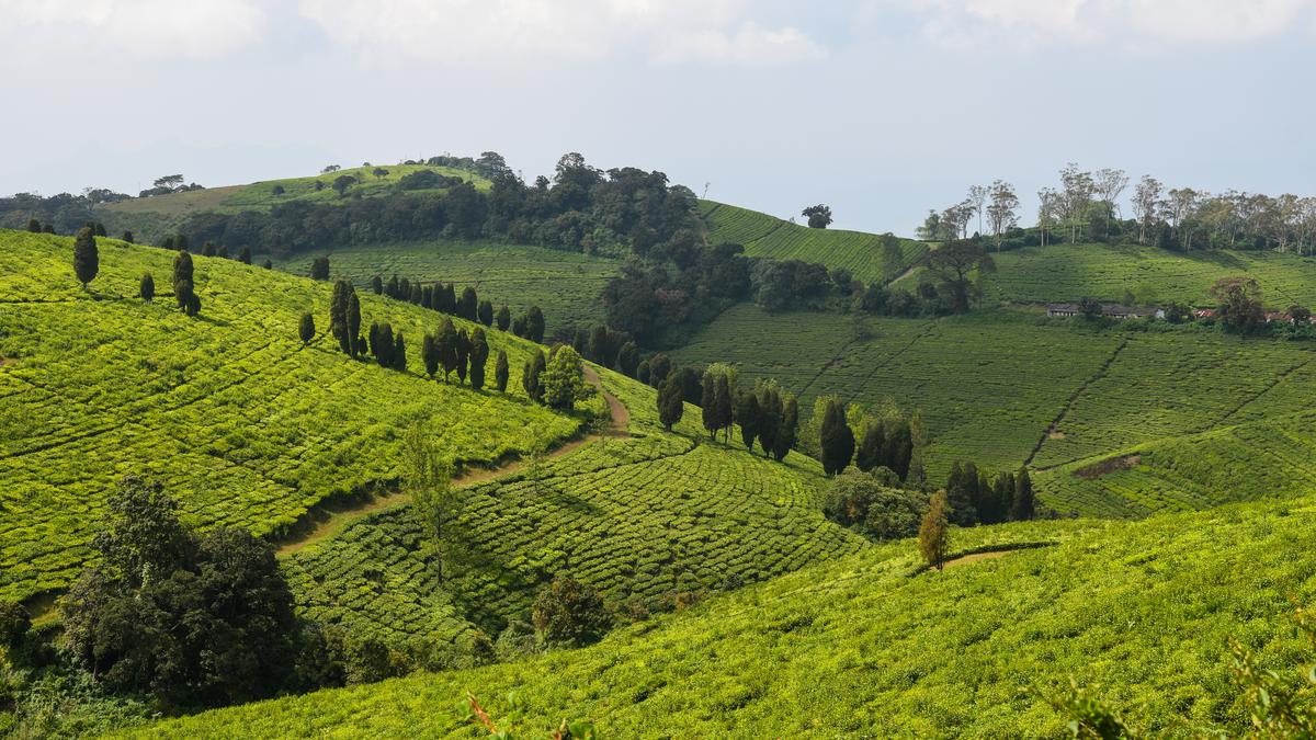 Colonial developer of the Nilgiris, John Sullivan, remembered for introducing tea to the hills