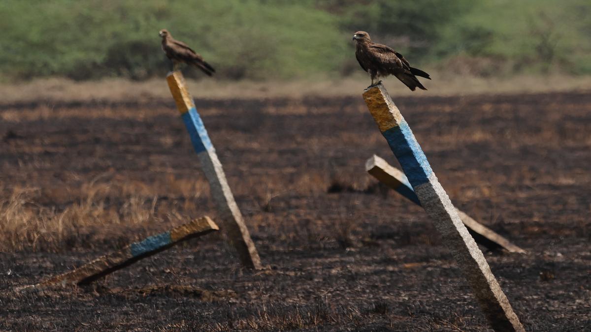 Have the black kites found a new hangout?