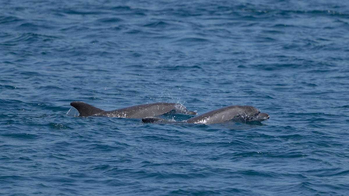 Dolphin bites spark warning on Japanese beaches