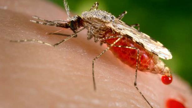 Les moustiques vous piquent-ils plus que les autres ces derniers temps ?  Cette recherche sur les souris peut avoir une réponse