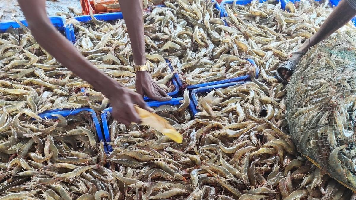 As Trump tariff to take effect from April 9, uncertainty looms over seafood exports to U.S.