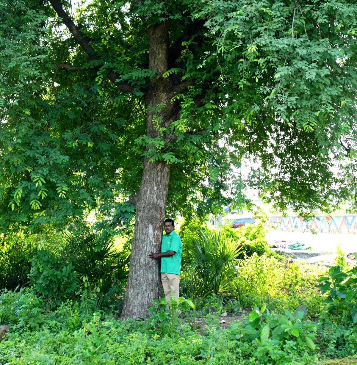 Daida Venkanna (54) standing next to one of the trees that he first planted near his home at Nellikuduru village of Mahabubabad district.