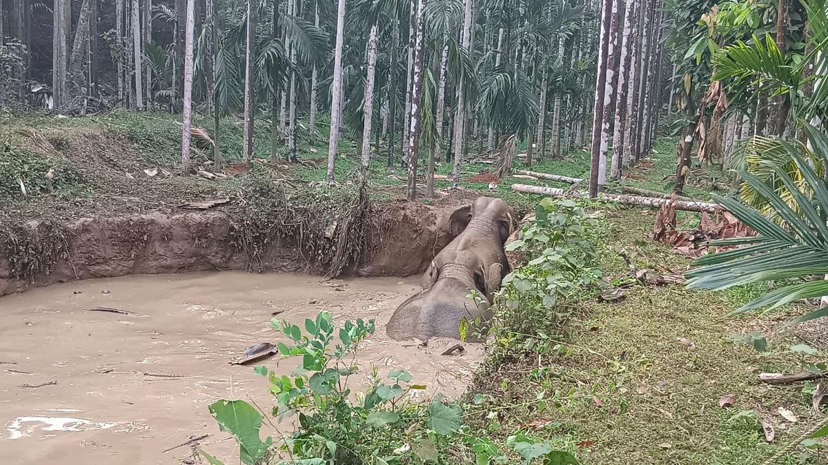 4 wild elephants stuck in pond near Sullia in Karnataka, rescued by forest officials