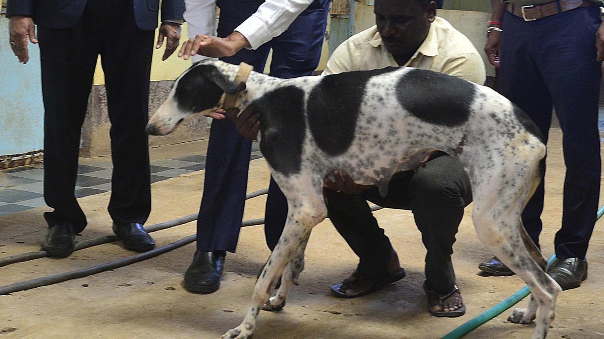 Karnataka’s own Mudhol hound officially recognised as native Indian breed