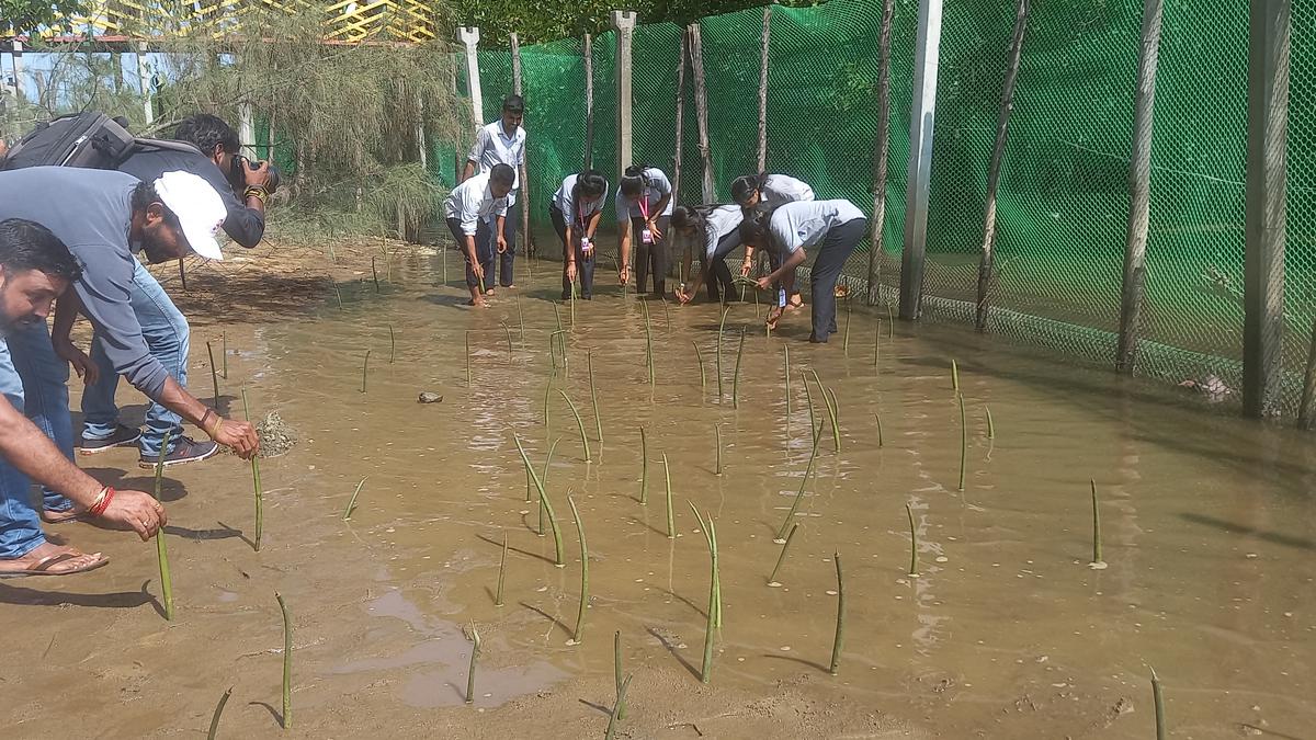 Forest Dept. to plant mangrove seedlings on 20 acres of marshy land in Mangaluru