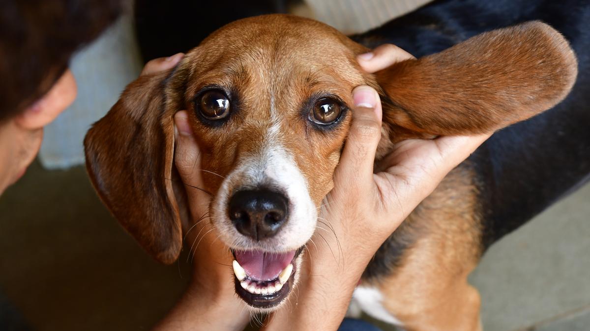 In a first in Indian subcontinent, dog undergoes non-invasive heart surgery at Delhi vet hospital