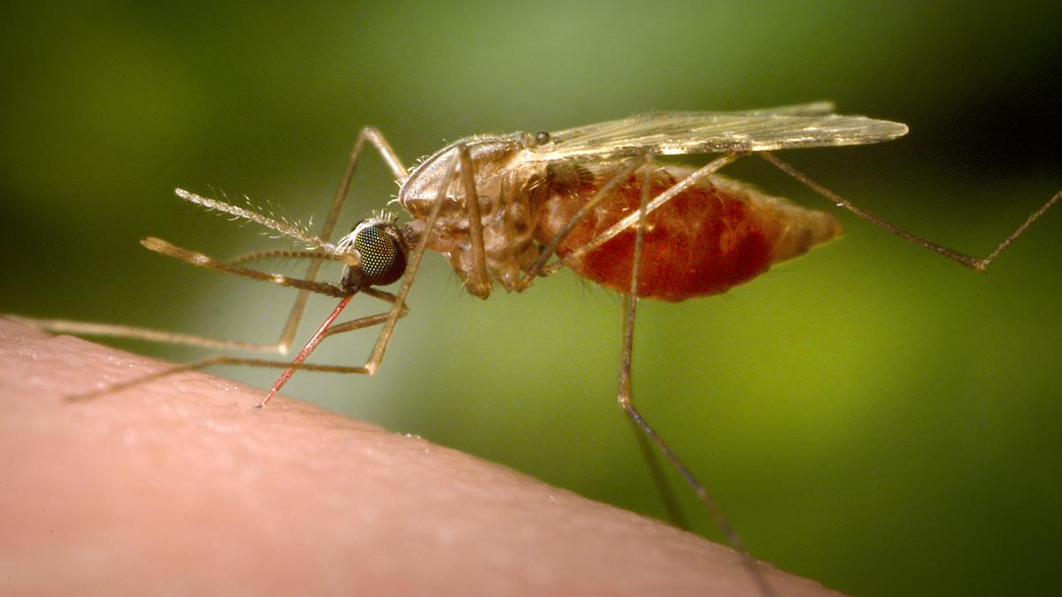 Antibody treatment tested as new tool against malaria