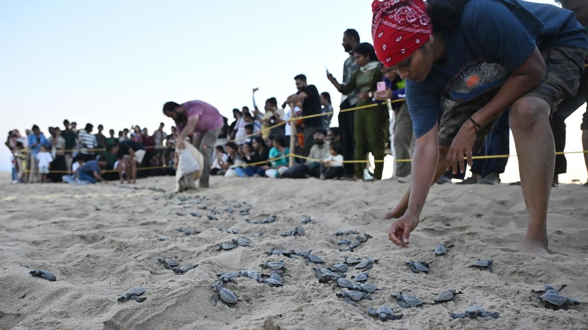 1.65 lakh Olive Ridley turtle hatchlings released into the sea so far this nesting season, says T.N. Forest Department