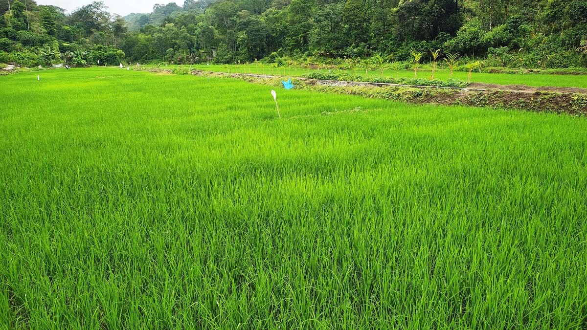 Revival of paddy farming in Kattamudikudy  after 40 years leads to the launch of a tribal rice brand