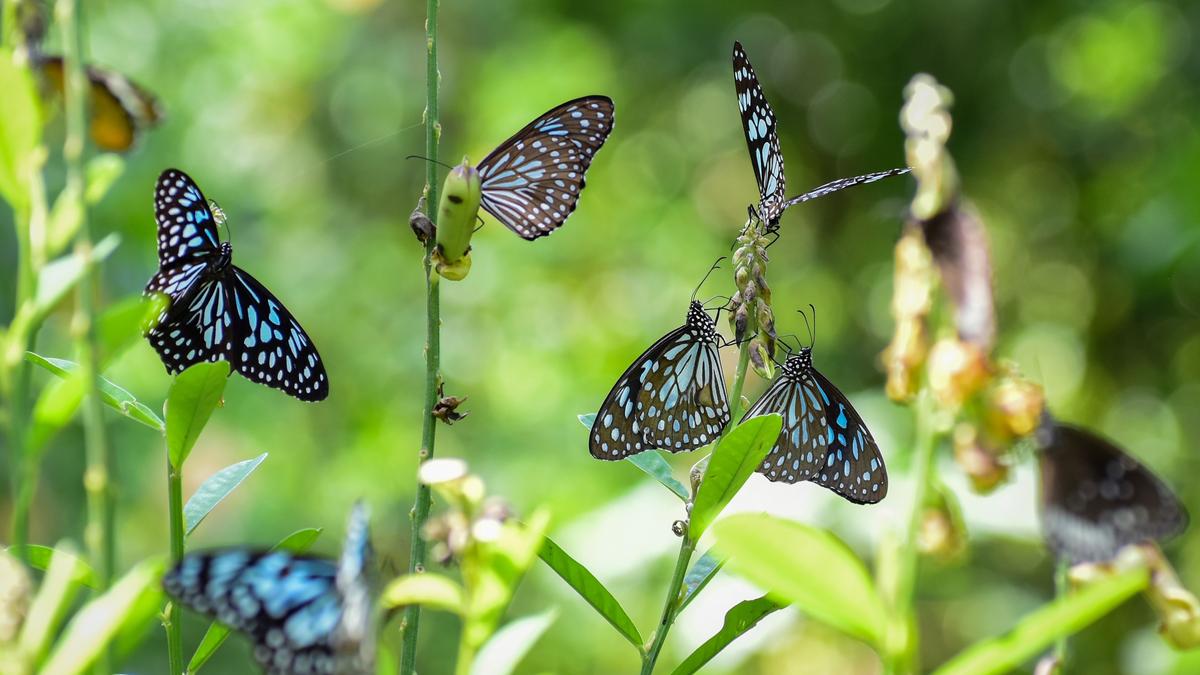 Butterflies migrate in large numbers to Western Ghats in Tamil Nadu