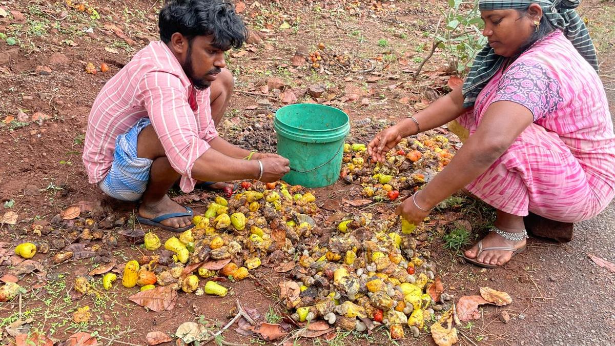 Cashew farmers in Pachamalai hills report drop in yield due to untimely rain