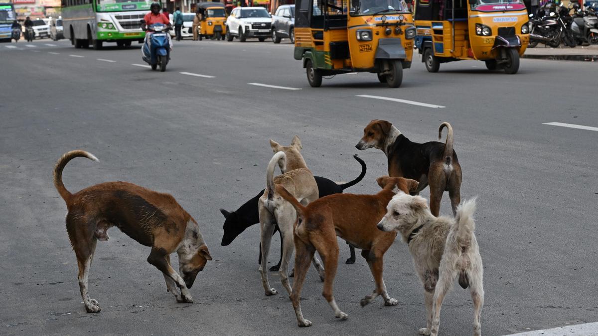 Supreme Court refuses to recall directions to remove stray dogs from public institutions, warns of contempt for non-compliance