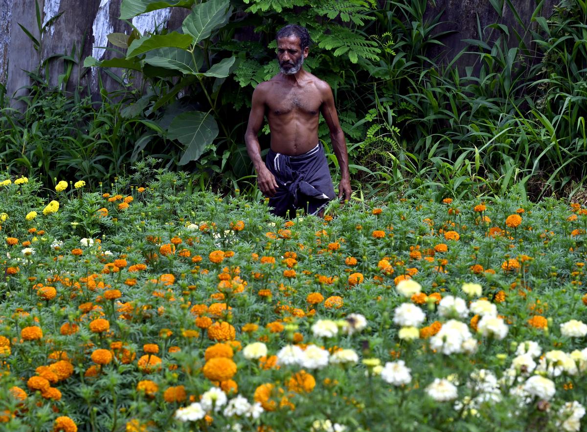 A farmer, part of a farming group in Vattiyoorkavu, checking the flowers before harvesting them for Onam sales. 