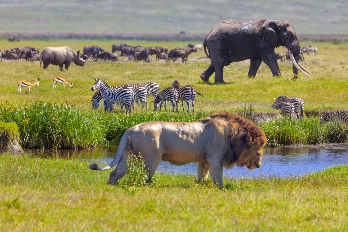 Rhinos, springboks, zebras, elephants and lions in Serengeti National Park, Tanzania.