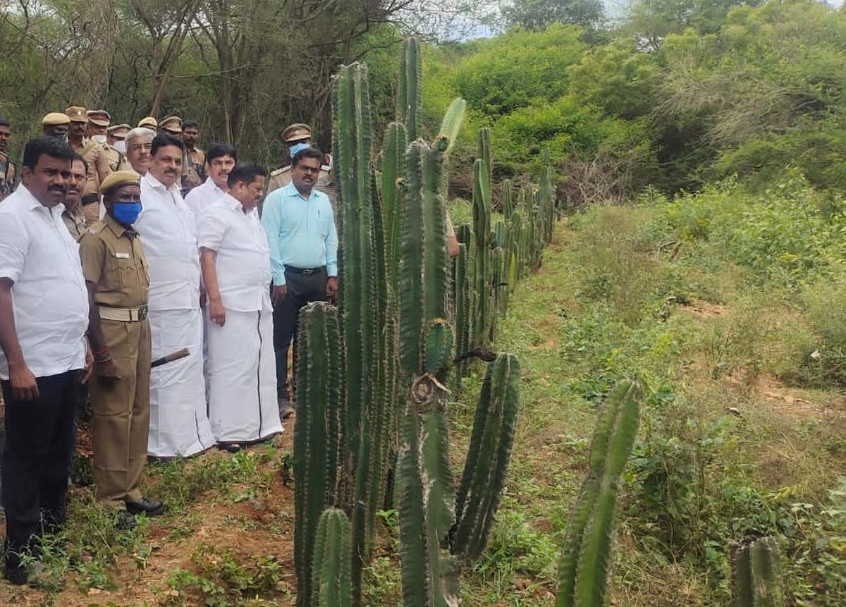 Cacti fence under trial as costeffective biological barrier against wild elephants The Hindu