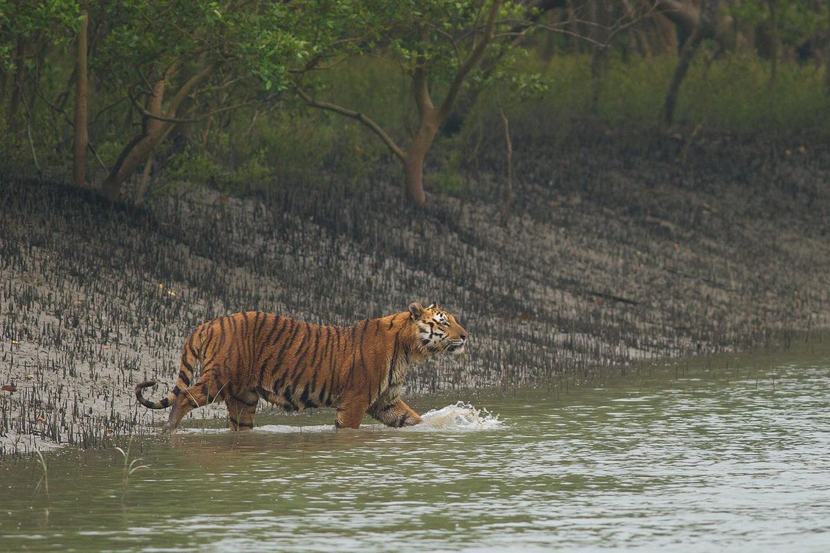 The Royal Bengal Tiger in the Sunderbans The Royal Bengal Tiger in the Sunderbans