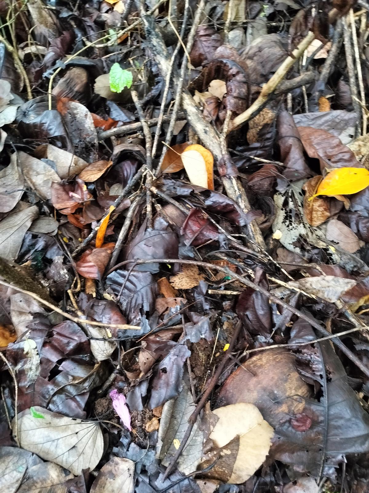 The replenished soil at Miyawaki Nature Lab, Thiruvananthapuram. 