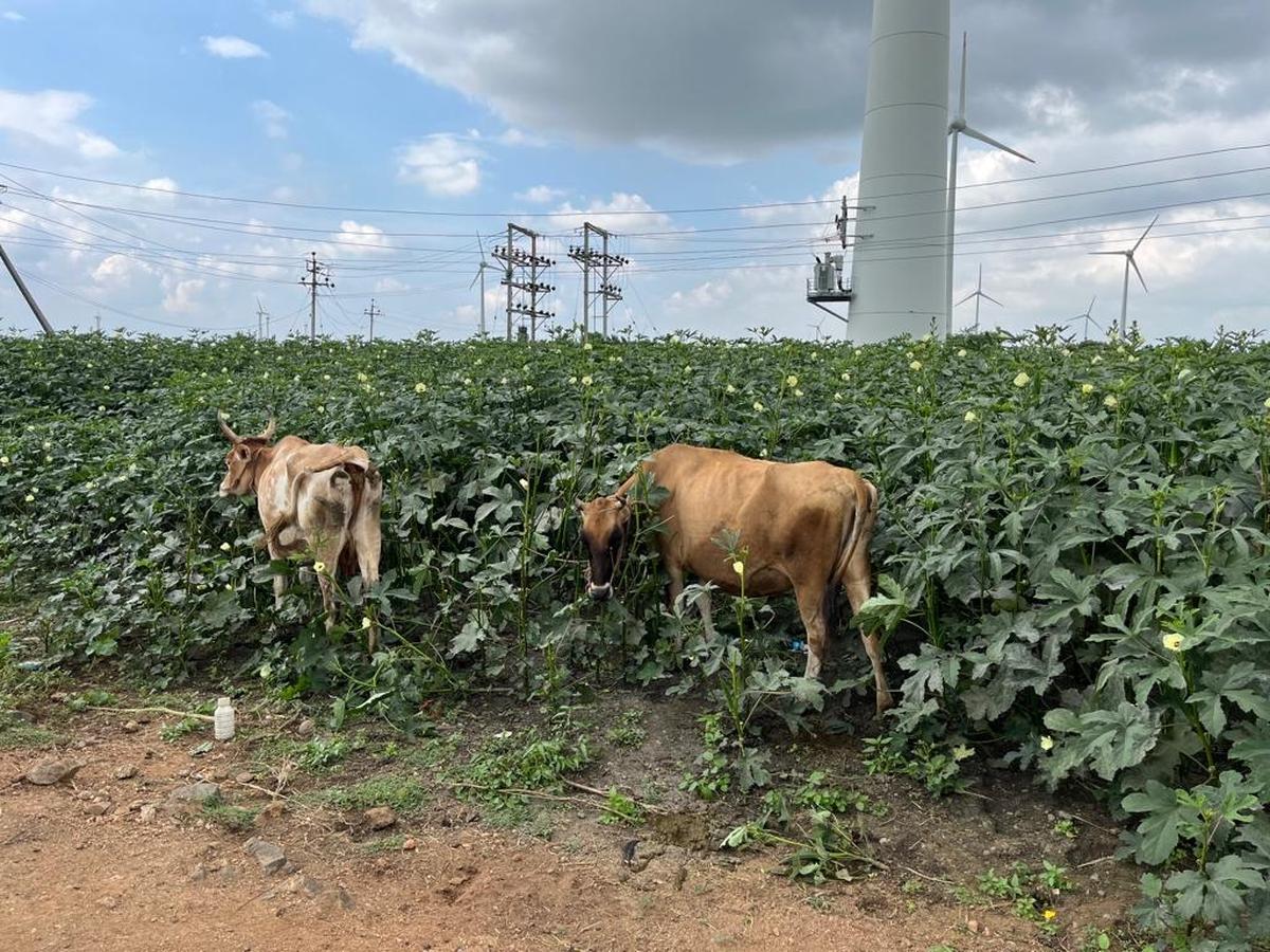 Cattle allowed to feed on lady’s fingers, tomato as their prices plummet