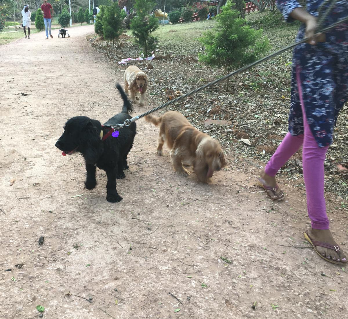 “The authorities taking care of parks, or RWAs at societies and apartments can use the guidelines as a base, have their own fine structure and act as per the guidelines,” said Suralkar Vikas Kishor Special Commissioner of BBMP’s Animal Husbandry Department. “The authorities taking care of parks, or RWAs at societies and apartments can use the guidelines as a base, have their own fine structure and act as per the guidelines,” said Suralkar Vikas Kishor Special Commissioner of BBMP’s Animal Husbandry Department.