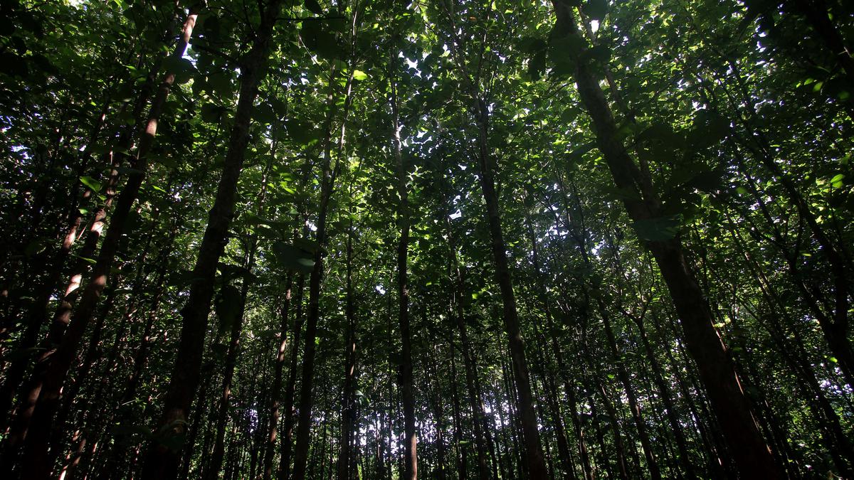 Odisha to create land bank for afforestation programme