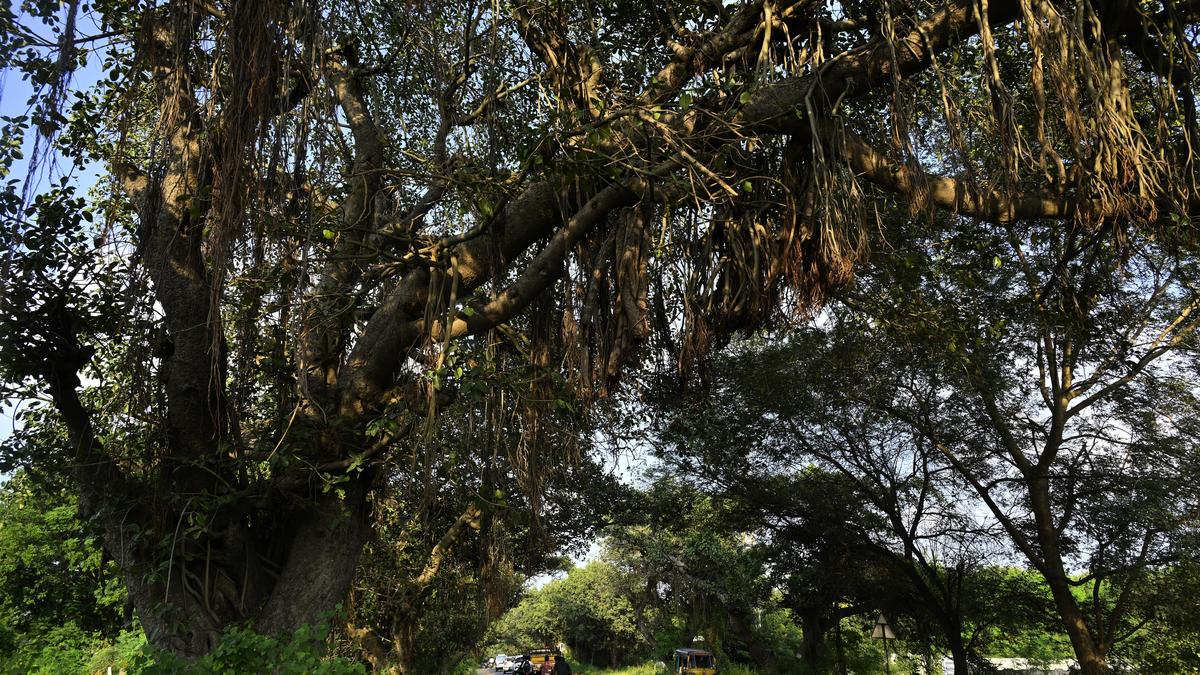 Chevella banyans: NGT directs the NHAI to include citizen representatives in monitoring committee