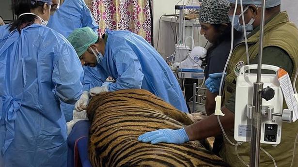 Juvenile tiger under rehabilitation takes normal feed after dental surgery