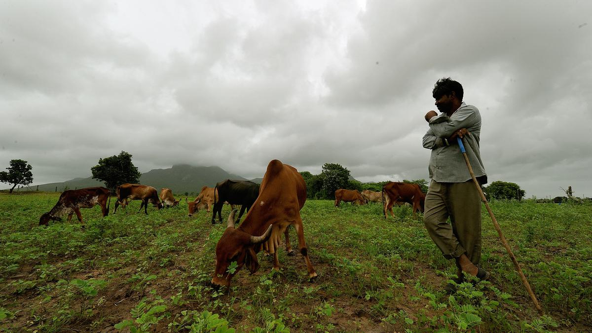 High premium, poor coverage: Centre mulls rehaul of livestock insurance scheme