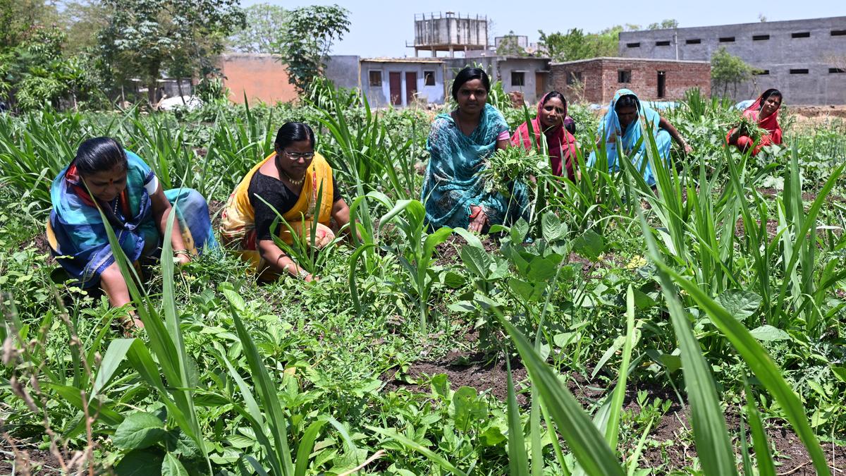 Maharashtra to witness a rainfall deficit of around 12% due to El Niño: CM Fadnavis