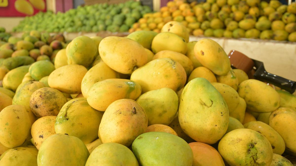 Food Safety officials seize artificially ripened mangoes in Tiruchi